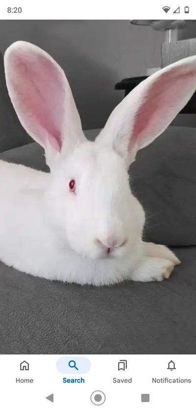 WHITE FLEMISH GIANT BUNNY, View more