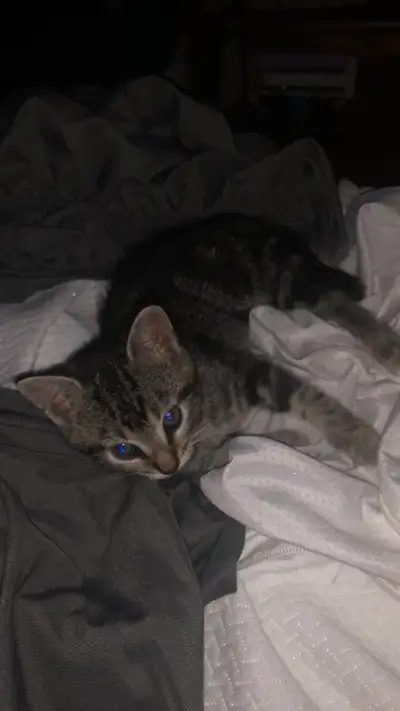 3 week old kittten , View more