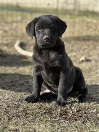 Black and Chocolate Labrador Puppies 