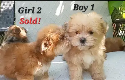 Super Small Maltipom X Mini Yorkie Puppies!, View more