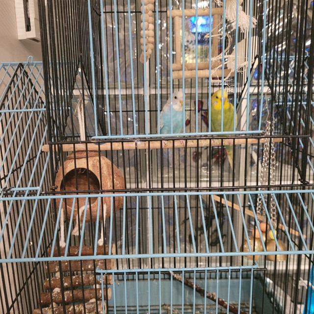 Two budgies and cage in Birds for Rehoming in Burnaby/New Westminster - Image 2