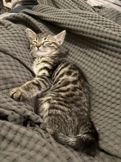 Meet my 10 week old male tabby kitten, hes super adventurous and affectionate and always looking to...
