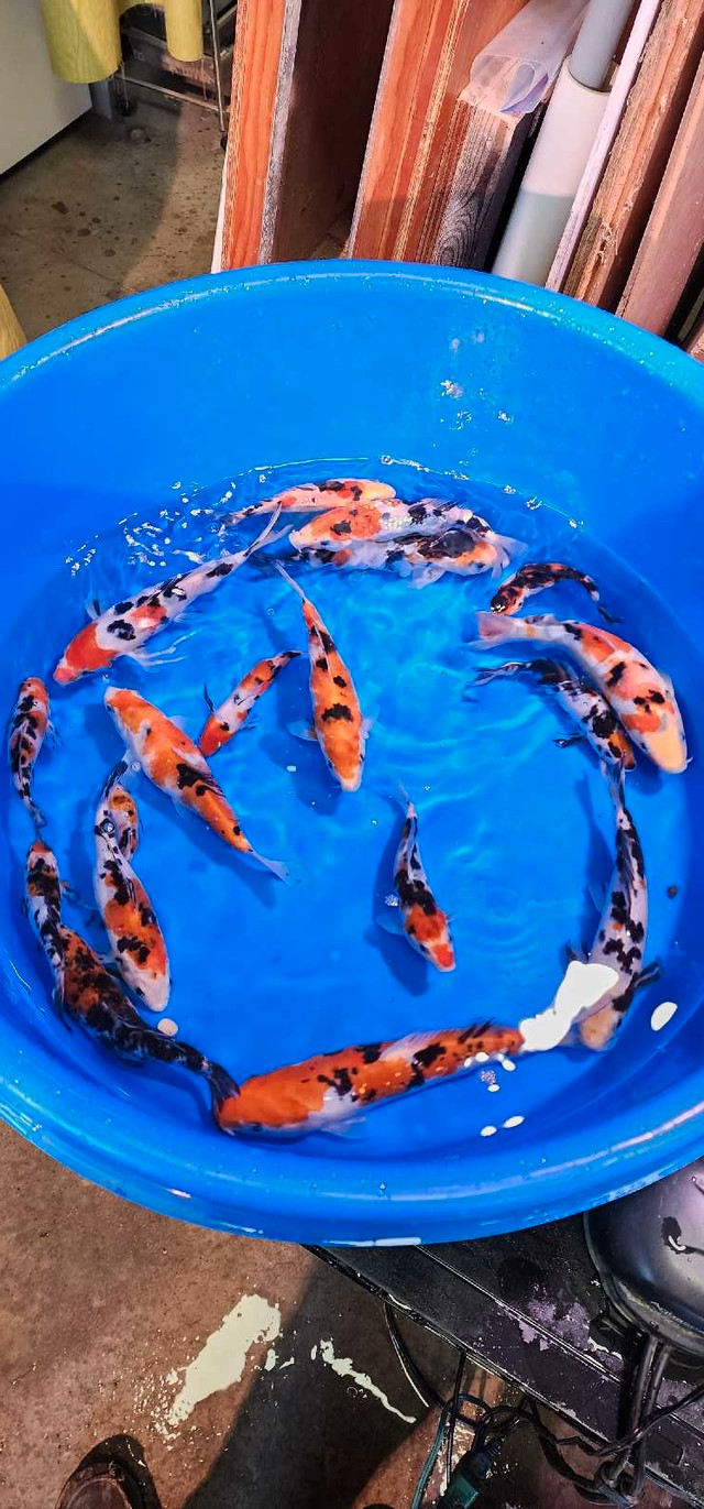 Koi Fish  for sale in Fish for Rehoming in Stratford - Image 4