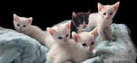 Eight purewhite & black kittens are looking for a new home