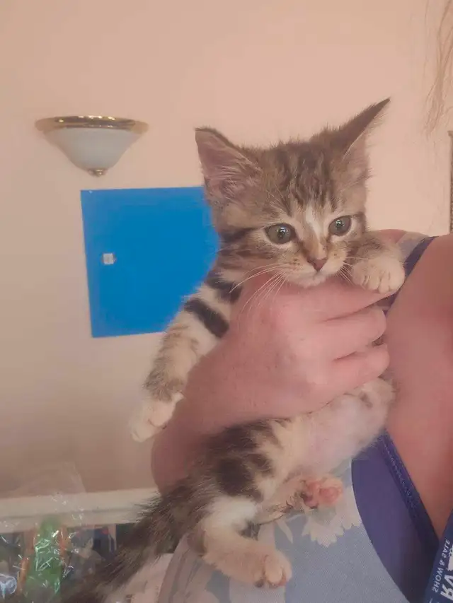 Siberian X Ragdoll Kittens