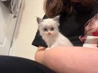 Ragdoll kittens looking for new home