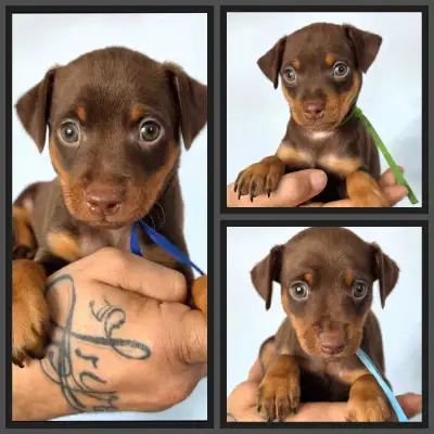 miniature pinscher puppies, View more