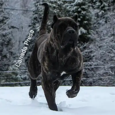 Presa Canario, View more