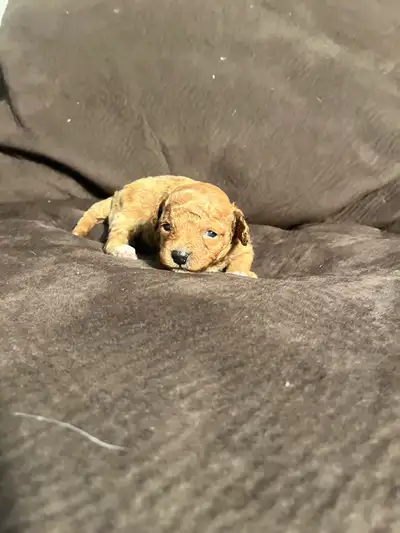 Toy Poodle puppy **1 left**, View more