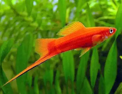 Swordtail, View more
