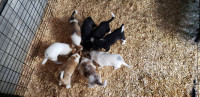 Australian Heeler/Border Collie puppies