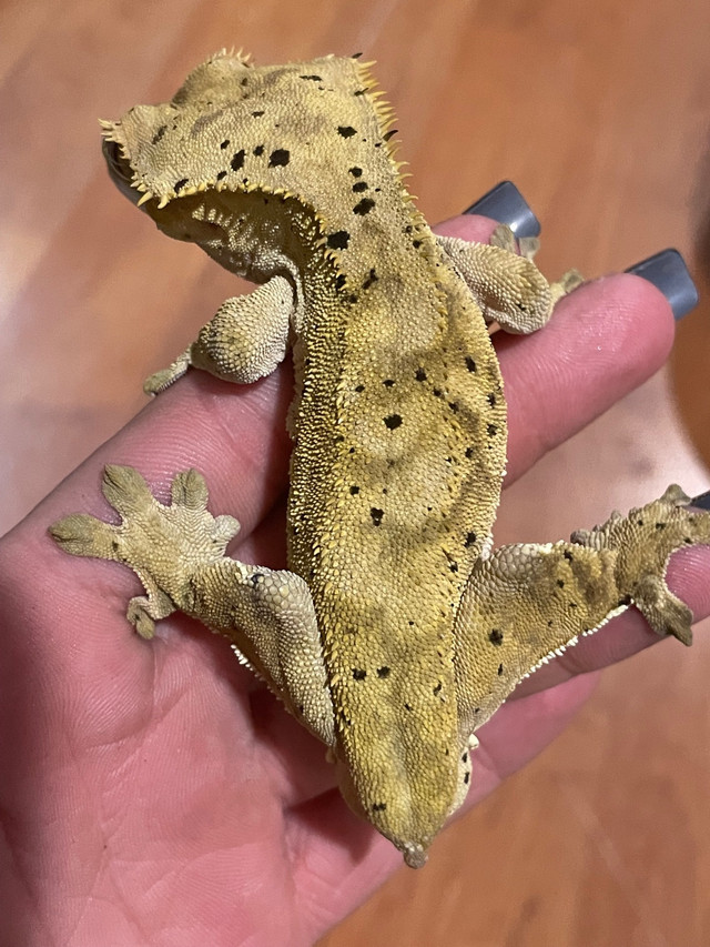Yellow dalmatian male crested gecko  in Reptiles & Amphibians for Rehoming in Trenton - Image 2