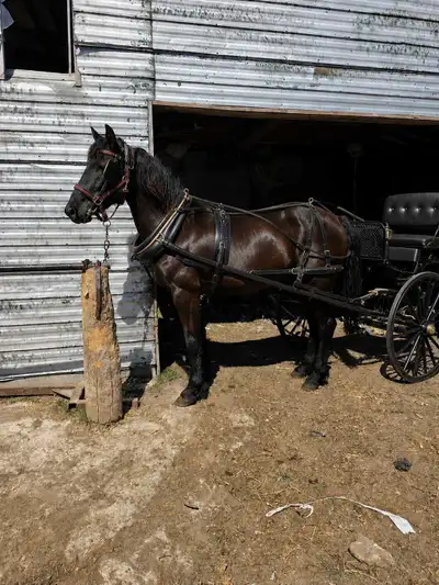 2 year old Canadian Filly, View more
