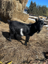 Male goat 