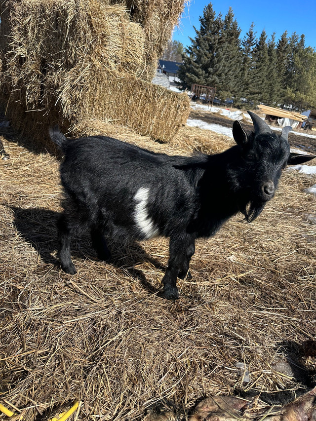 Male goat  in Livestock in La Ronge