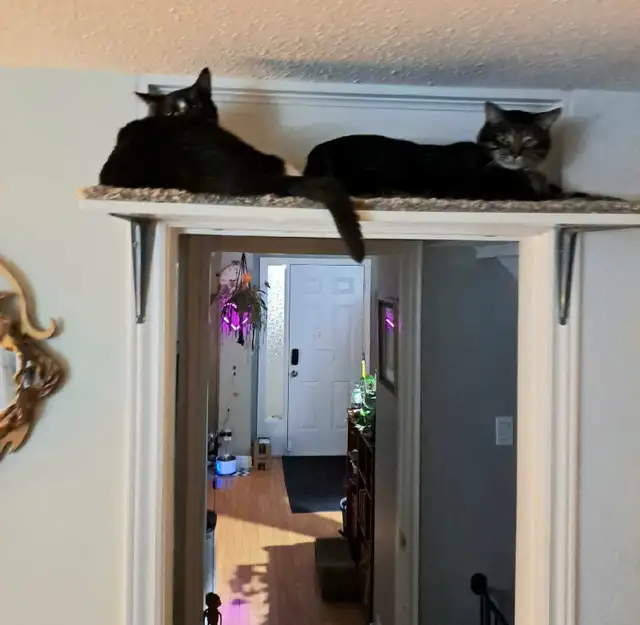 pet sitter/dog walker in Animal & Pet Services in Ottawa - Image 4