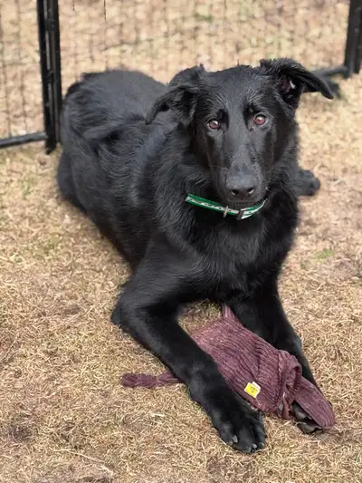 future sport dog! German Shepherd!, View more