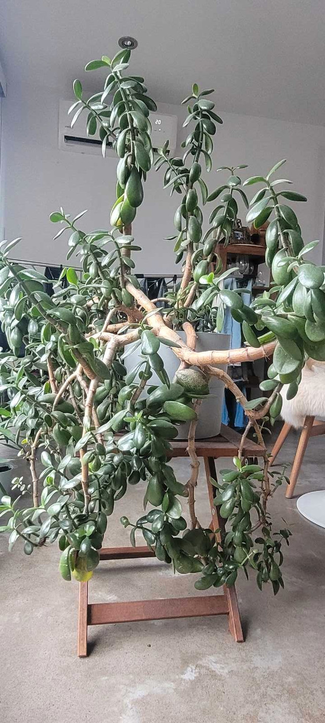 Giant Jade indoor plant 4.5 ft x 4.5 ft in pretty 9" IKEA pot in Other in City of Halifax - Image 3