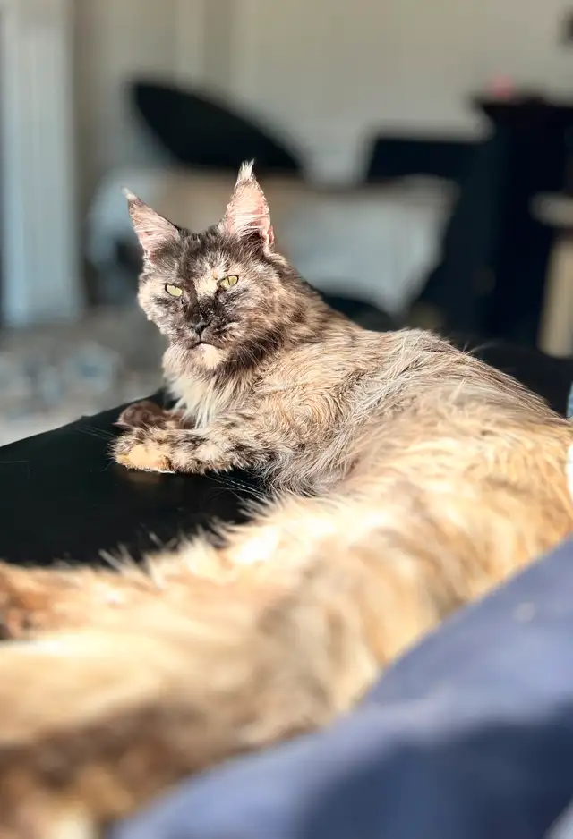 Maine Coon Femelle in Cats & Kittens for Rehoming in Lanaudière - Image 4