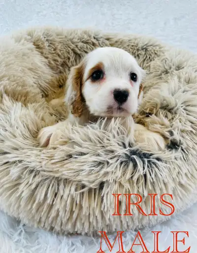 White Brown Cavapoo Boy., View more