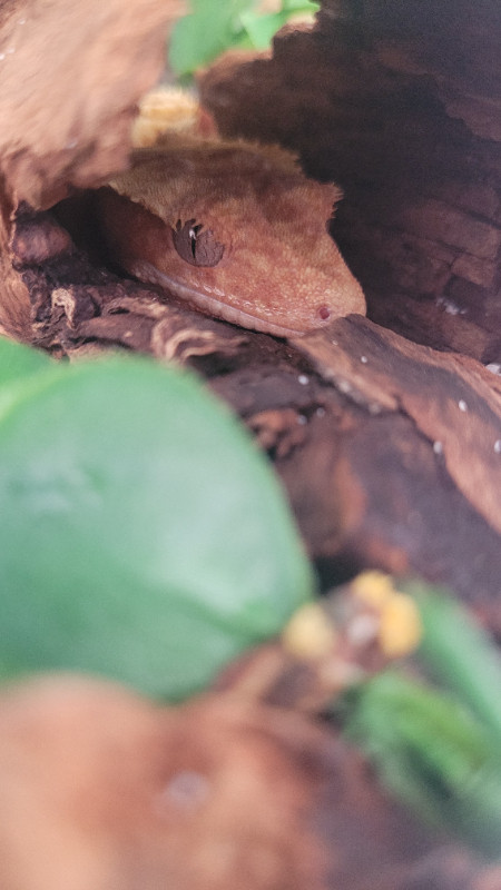 Crested Gecko for sale in Reptiles & Amphibians for Rehoming in Gatineau