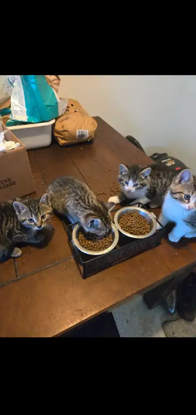 4 kittens eating on there own and using litter. No shots or vaccinations done asking 50$ leave me me...