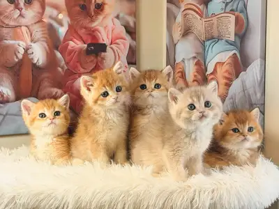 British shorthair Kittens, View more