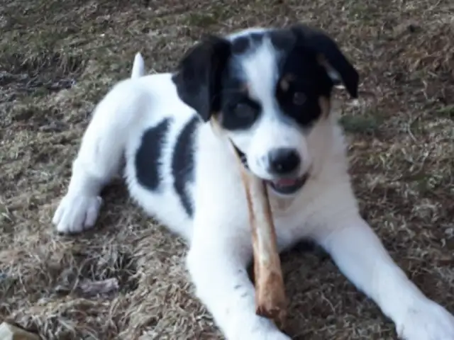 BORDER COLLIE/ LAB in Dogs & Puppies for Rehoming in Muskoka - Image 11