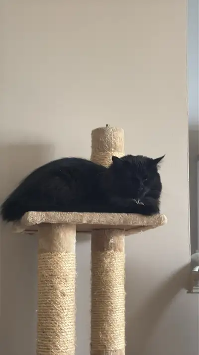 Chatte de 1 ans et demi operer a donner ecrivez moi pr plus de question