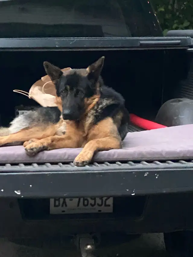  German Shepherd, one years old to rehome