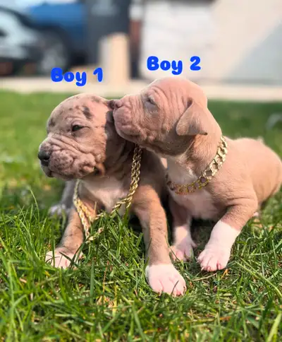 American bulldog puppies, View more