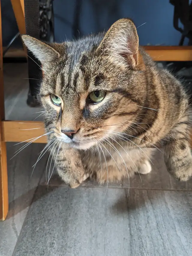 Adult Cat 4 sale in Cats & Kittens for Rehoming in Oshawa / Durham Region - Image 2