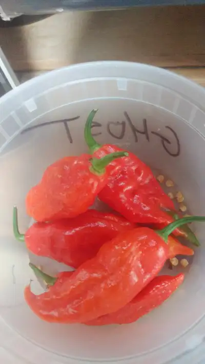 Selling homegrown seeds from my past years SUPER HOT & hot pepper crops and have lots of different t...