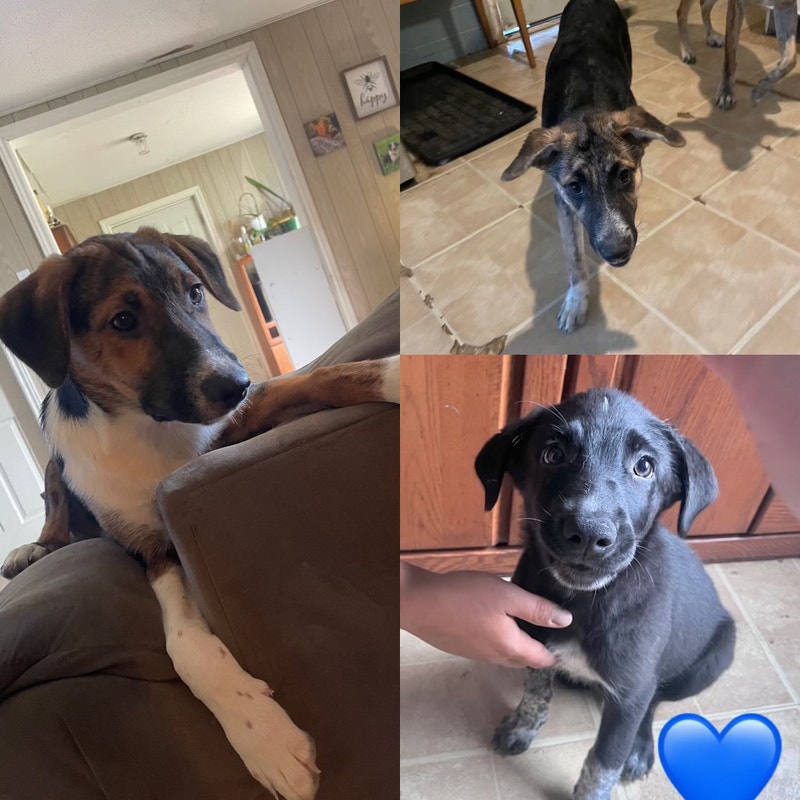 3 left! Border Collie x Lab/blue heeler puppies Dogs & Puppies for
