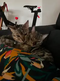 2 chats de Bengale à adopter