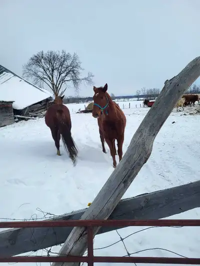 Small squares delivery available