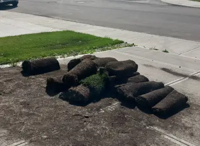 I have 15 rolls of Kentucky Bluegrass sod left over from my backyard project. Each roll covers 10 sq...