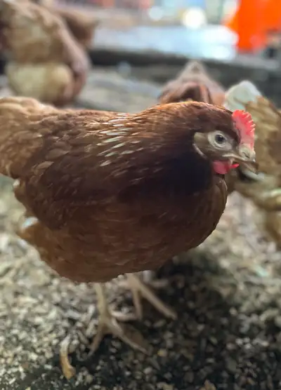 These 19-week-old Bovan chickens are ready to find their new home! They are in good condition. These...