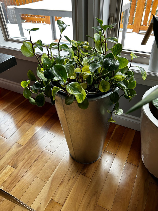 Lush Peperomia plant in Home Décor & Accents in Banff / Canmore - Image 2