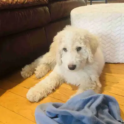 Nous sommes un élevage de Goldendoodles, Bordoodles et Grands Caniches. J’ai des portées à venir pou...