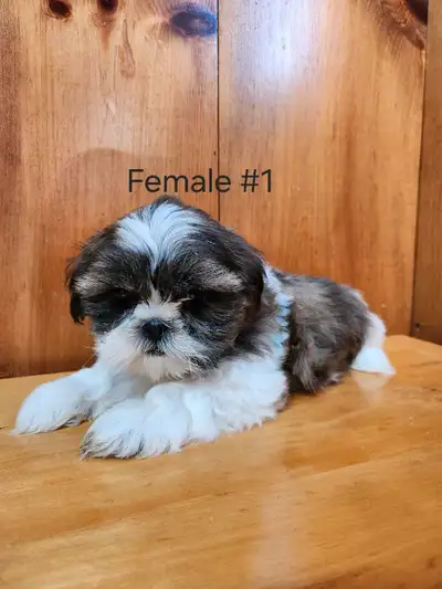 Shih Tzu, View more