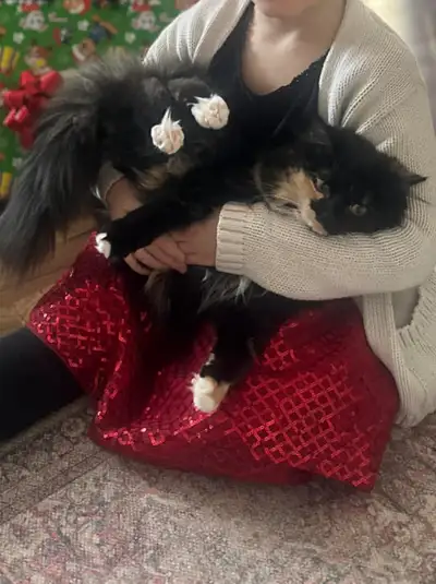 kitten 9 months , View more