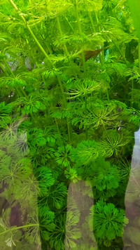 Limnophila sessiliflora - for sale or trade