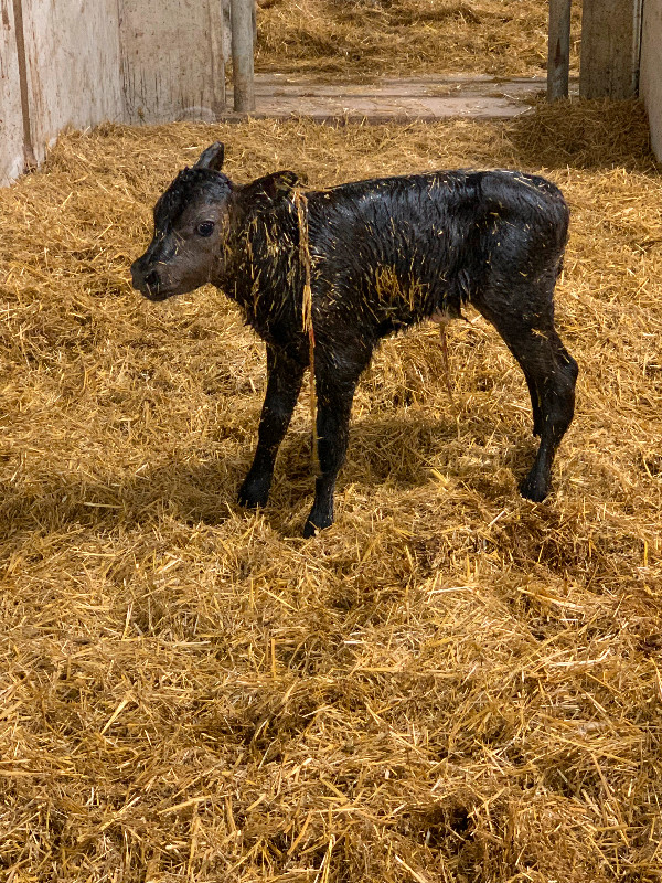 Angus X calves in Livestock in Regina