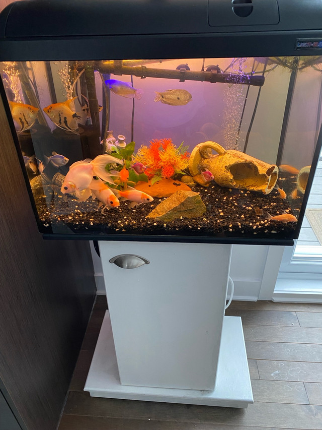 Light-Glo aquarium with stand and accessories  dans Poissons à adopter  à Ouest de l’Île - Image 2