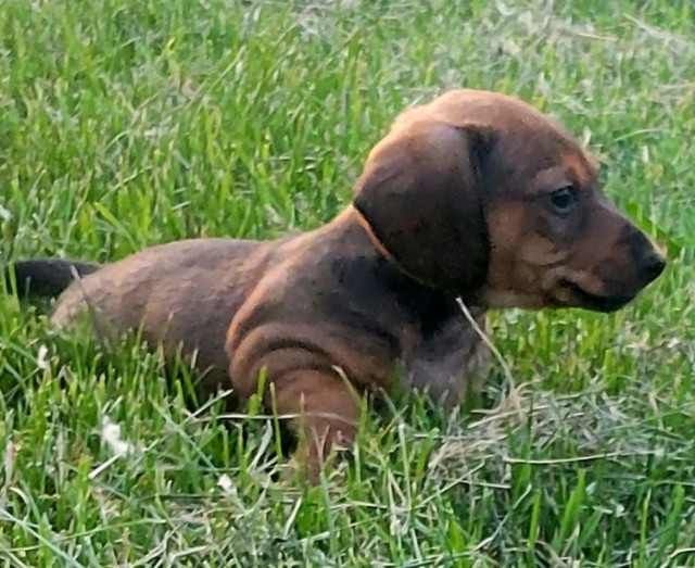 Miniature Dachshund Puppies Looking for Forever Homes! in Dogs & Puppies for Rehoming in Winnipeg
