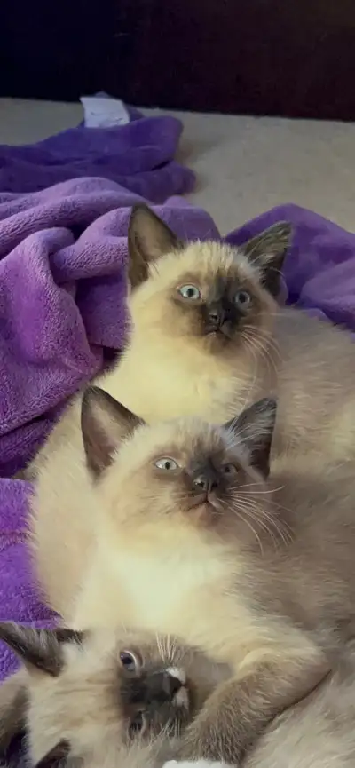 Ragdoll mix, adorable, sweet kittens…only one left! A 2 month old female.. (Peaches) ready for her F...