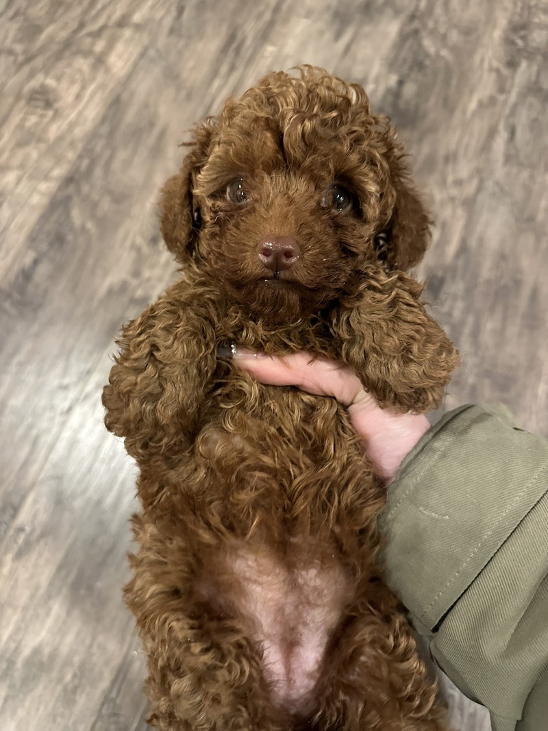 purebred toy poodle ready to go Dogs & Puppies for Rehoming