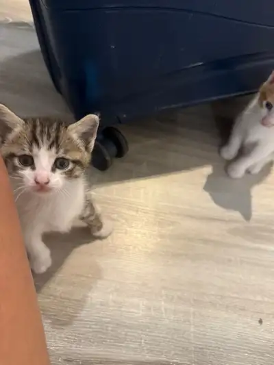 4 chatons à vendre , View more