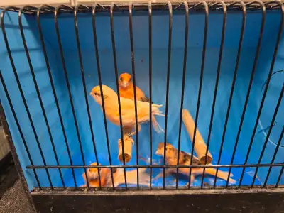 Young PortugueseHarlequin plain heads. All birds are banded with 2025 closed rings. All very healthy...